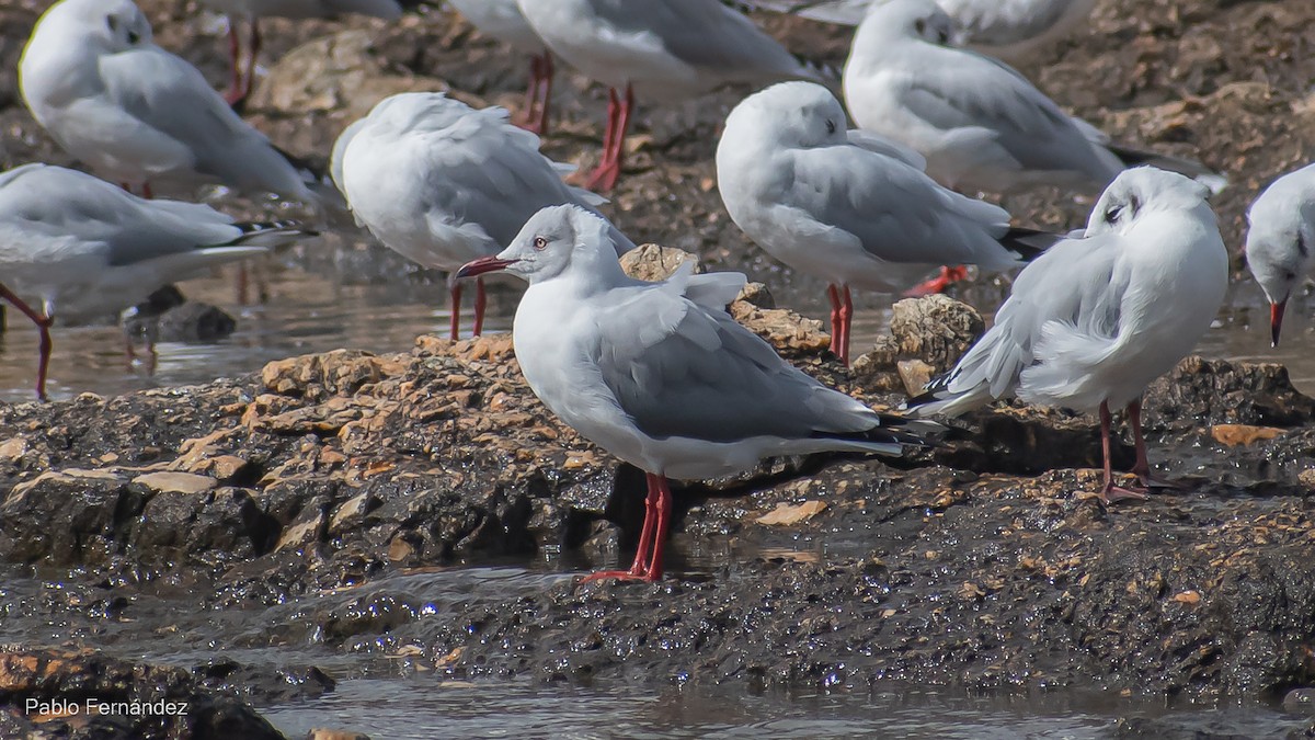 Gray-hooded Gull - ML559167341