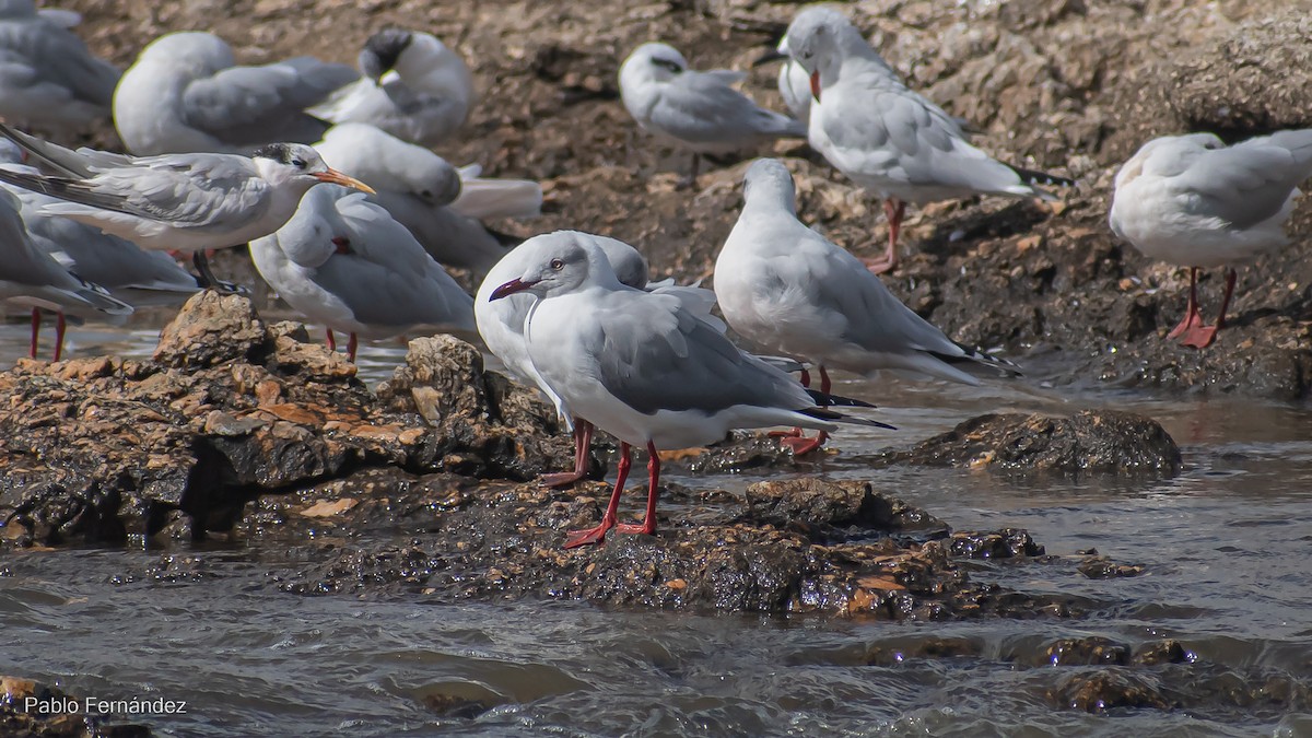 Gray-hooded Gull - ML559167361