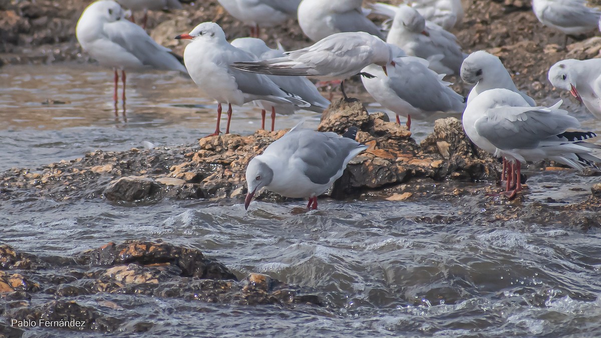 Gray-hooded Gull - ML559167371