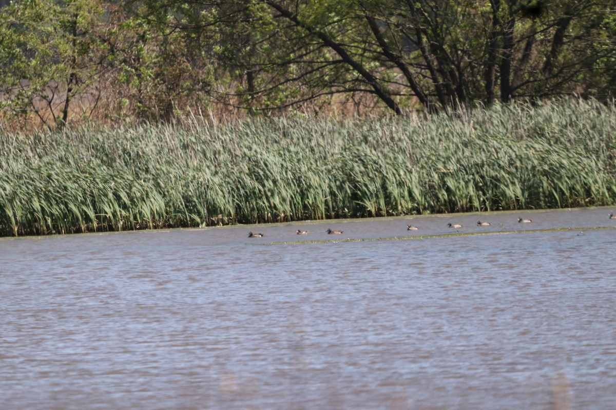 Blue-winged Teal - Vickie Becker