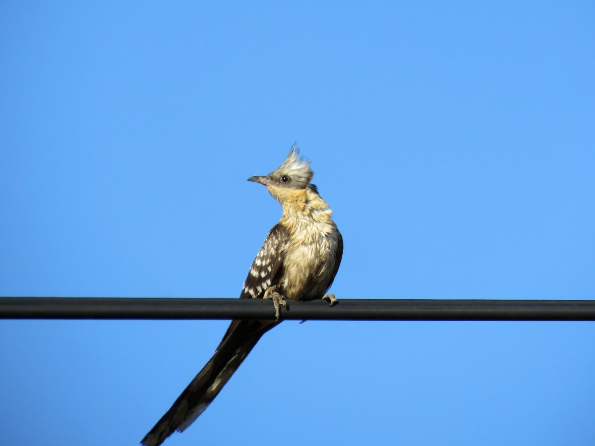 Great Spotted Cuckoo - ML559171551