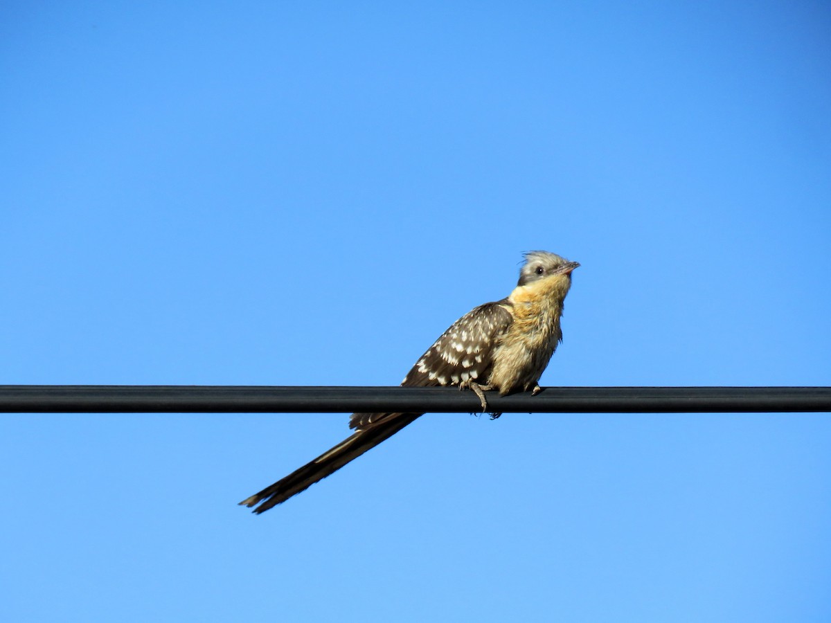 Great Spotted Cuckoo - ML559171591