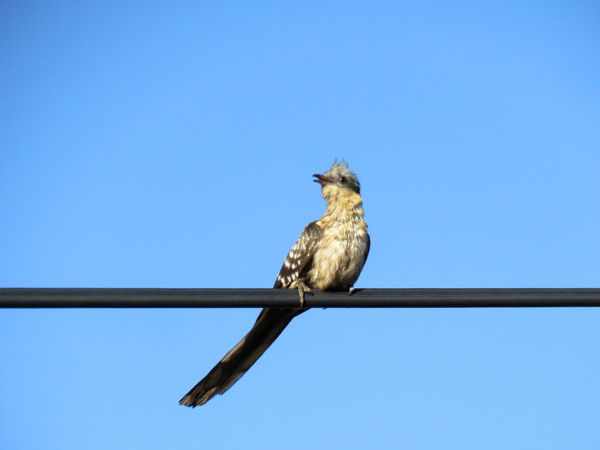 Great Spotted Cuckoo - ML559171961