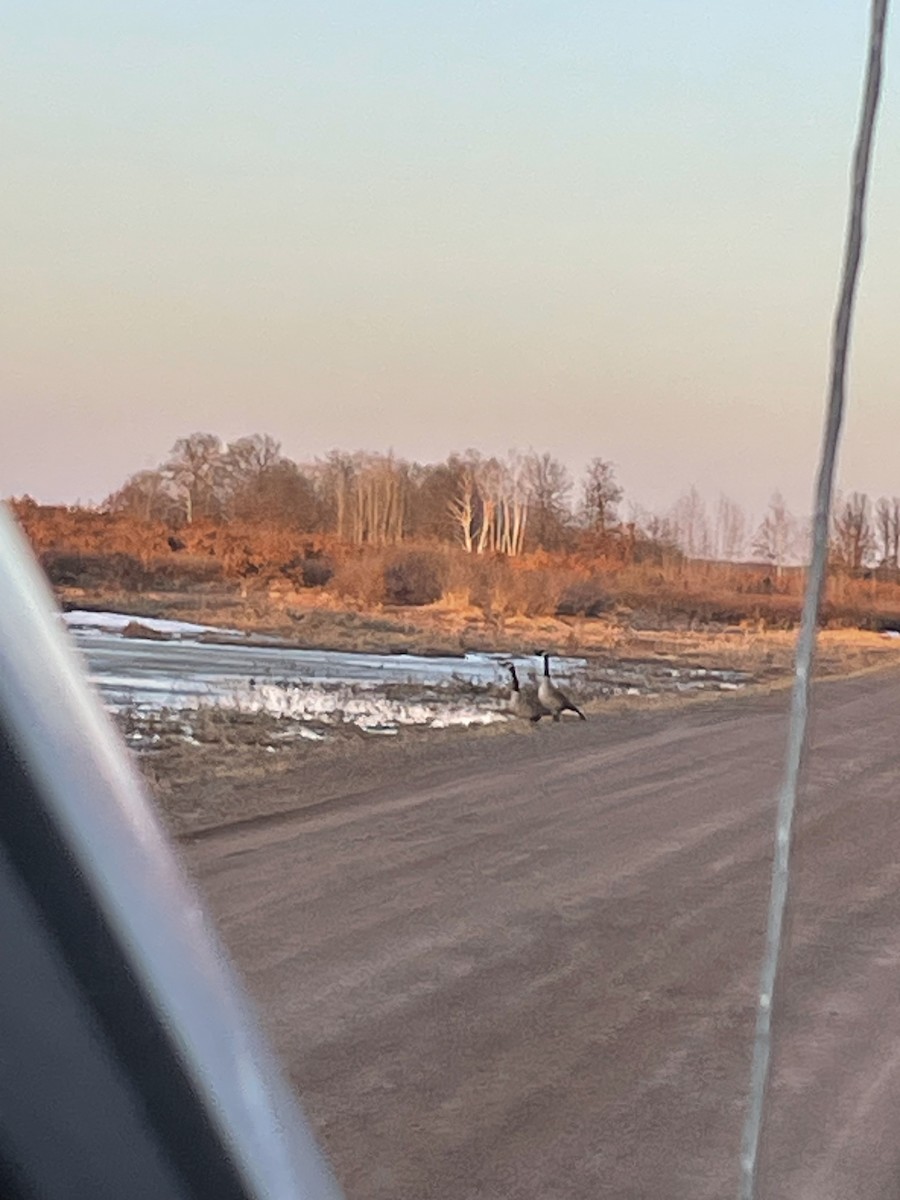 Canada Goose - ML559173221