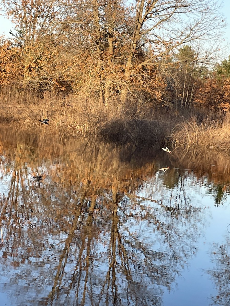 Bufflehead - ML559173301
