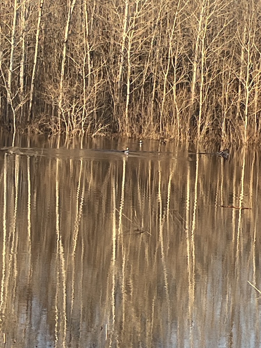 Bufflehead - ML559173341