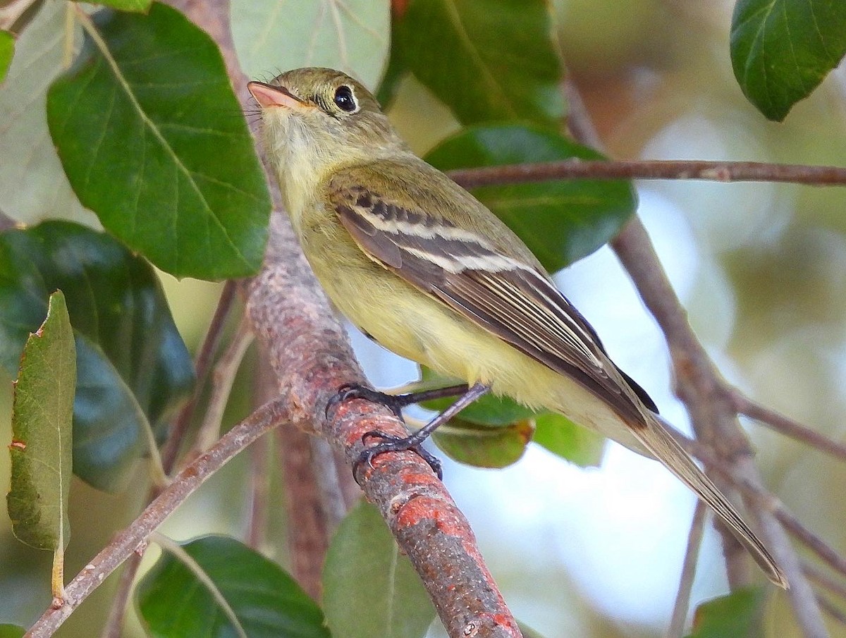 Western Flycatcher (Pacific-slope) - Nick & Jane