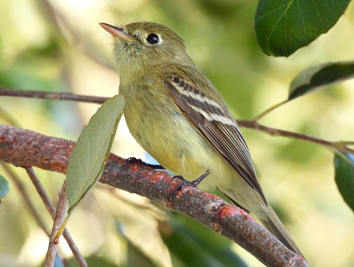 Western Flycatcher (Pacific-slope) - Nick & Jane