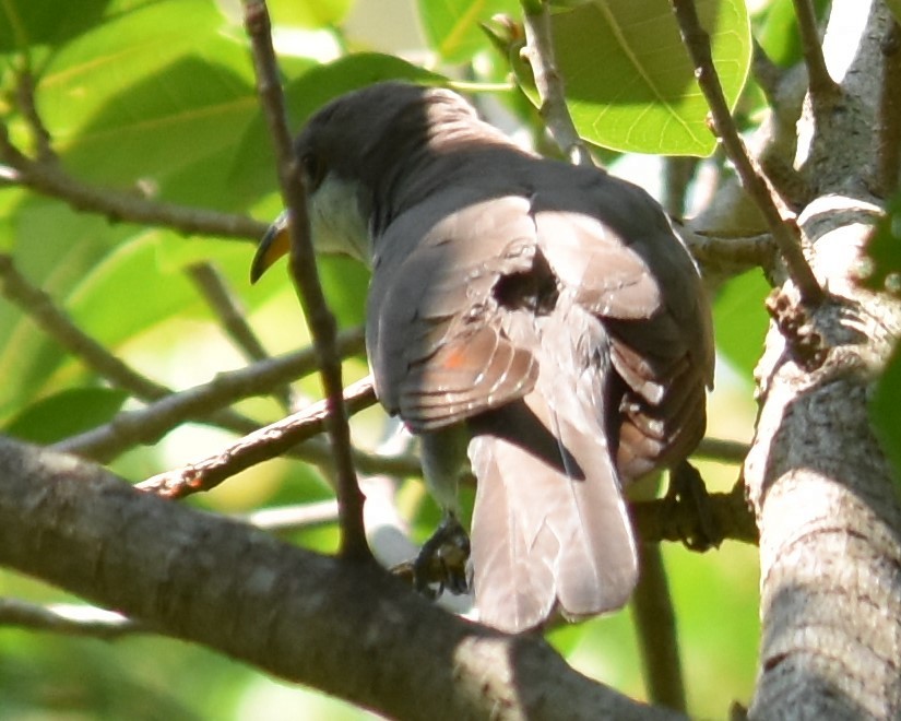 Mangrove Cuckoo - ML55917381