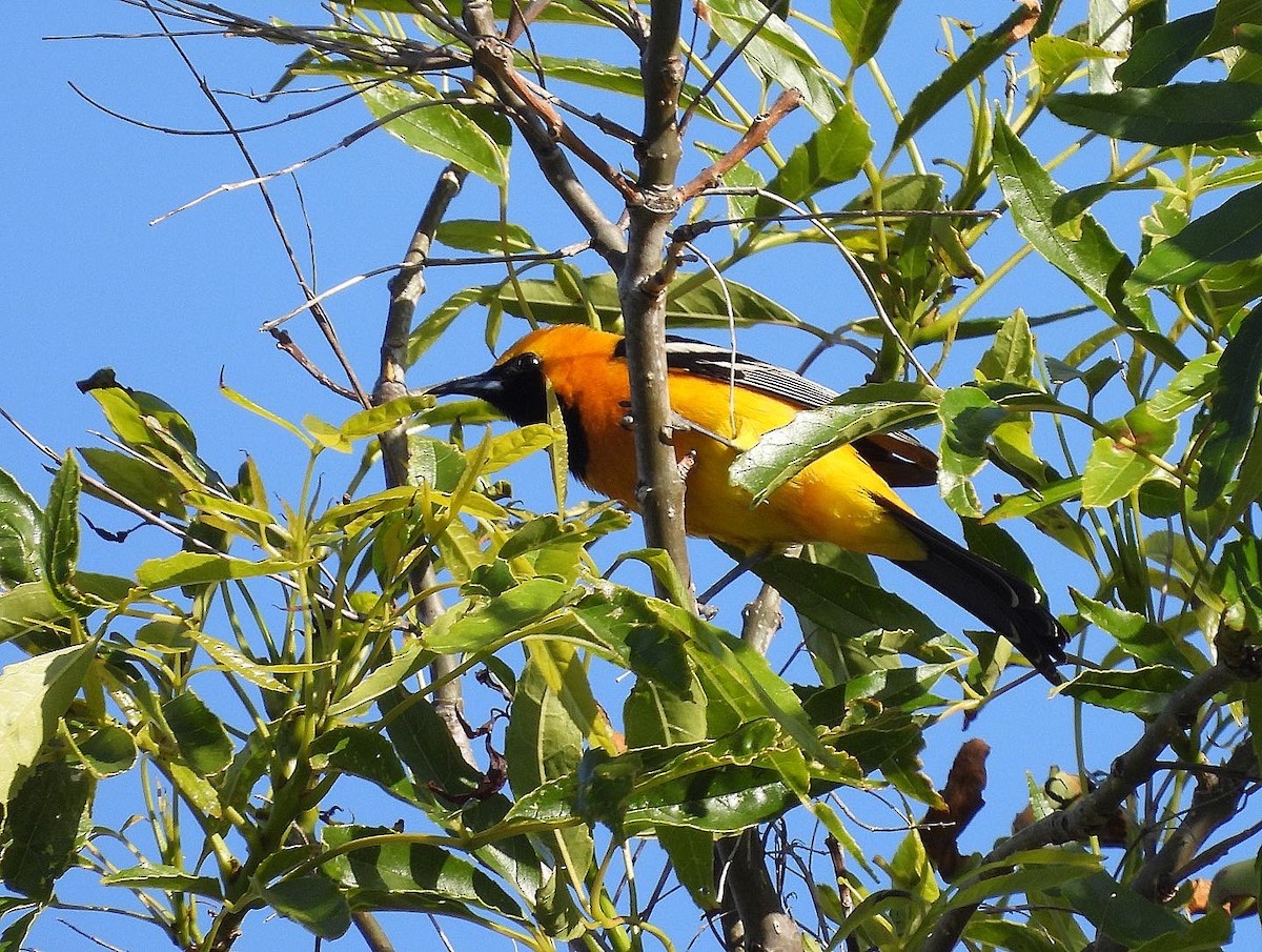 Hooded Oriole - Nick & Jane