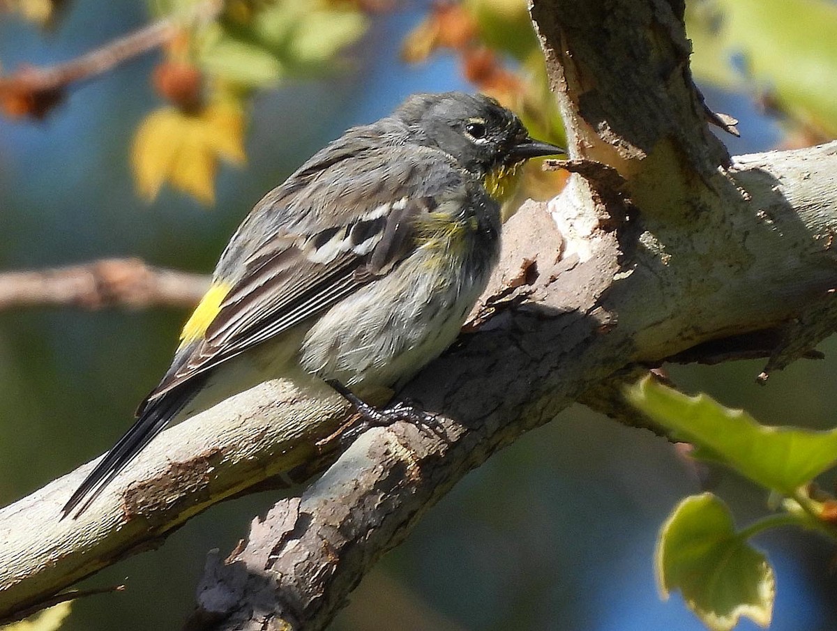 Yellow-rumped Warbler - ML559174451