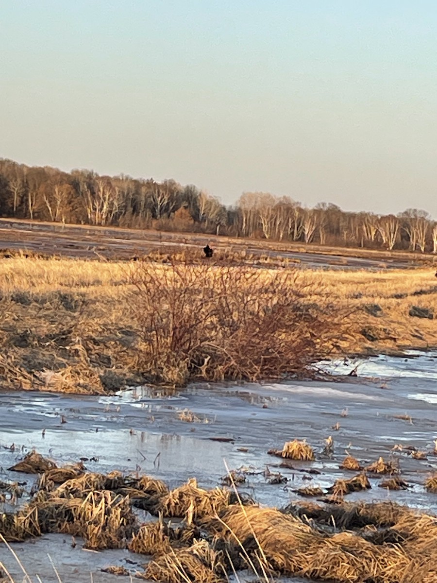 Red-winged Blackbird - ML559174681