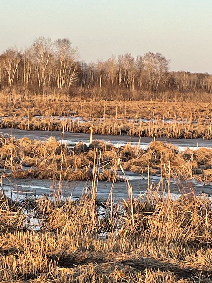 Trumpeter Swan - ML559174961