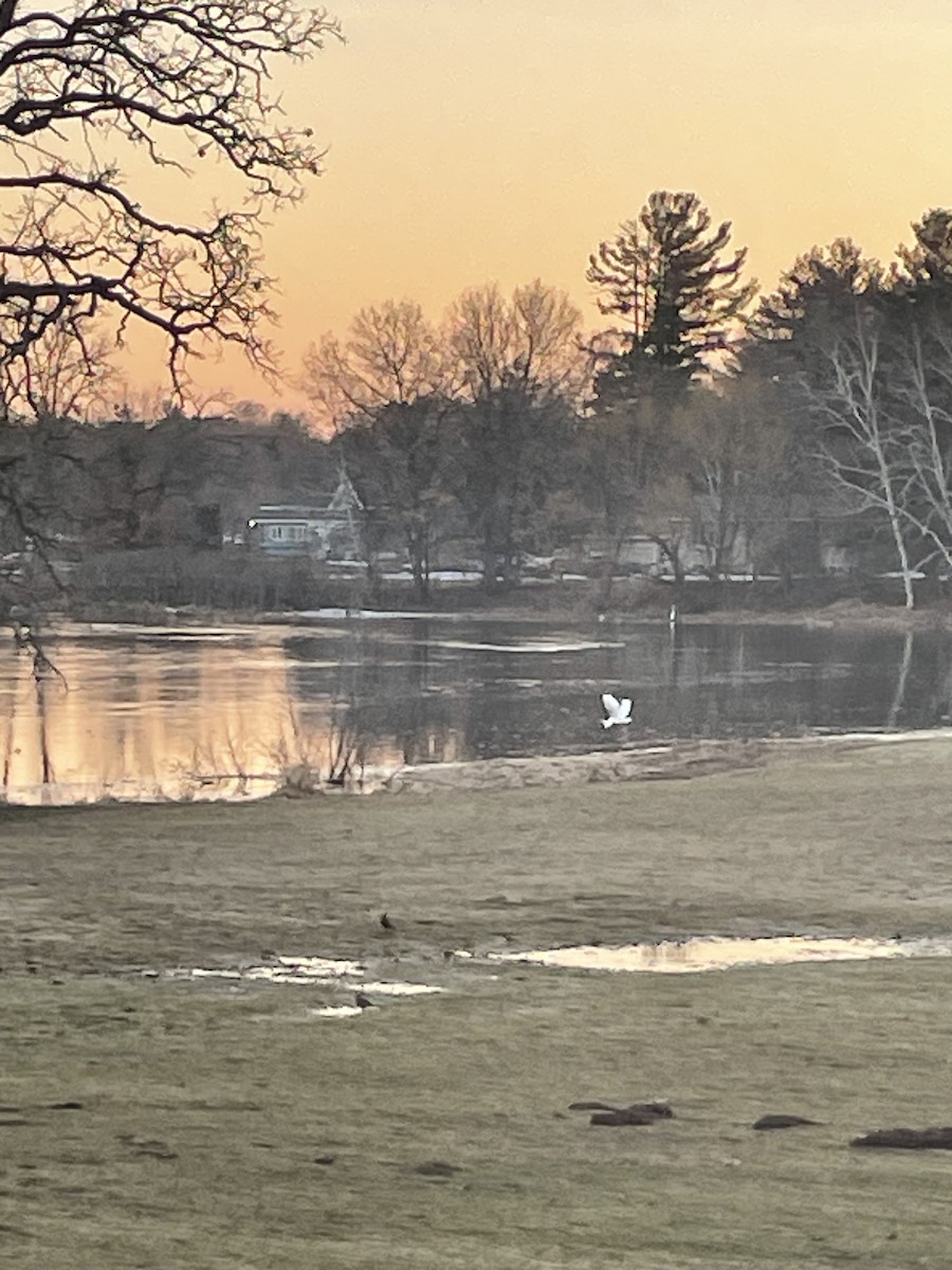 Great Egret - ML559176431