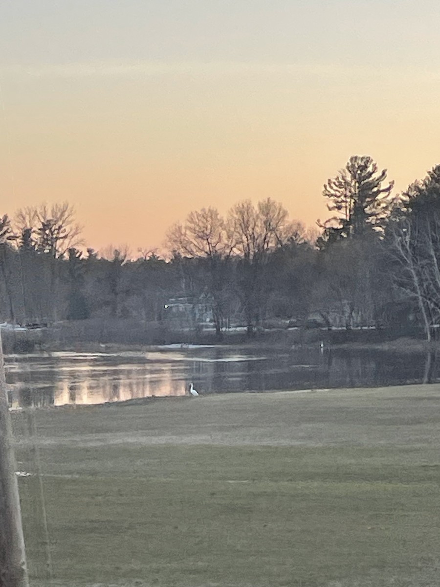Great Egret - ML559176481
