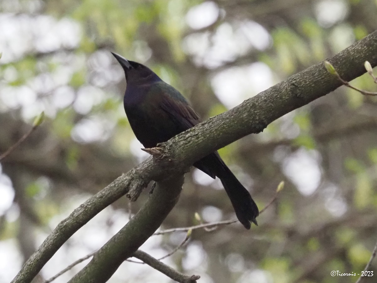 Common Grackle - ML559177651