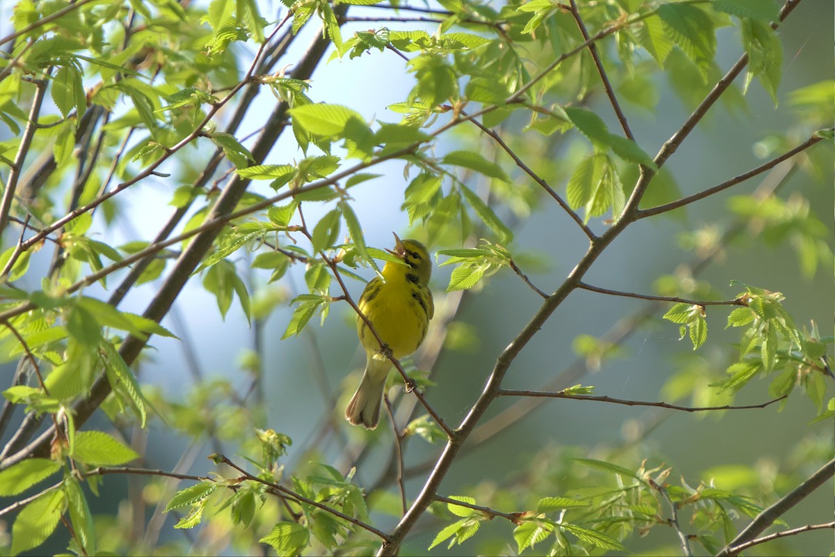 Prairie Warbler - ML559177971