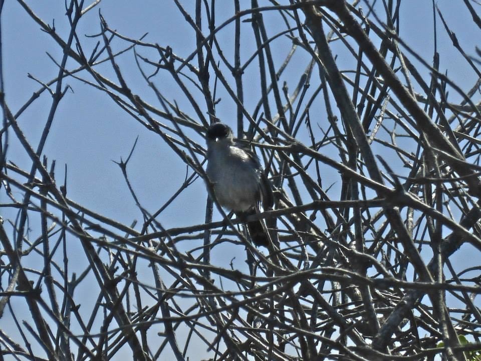 California Gnatcatcher - ML559179731