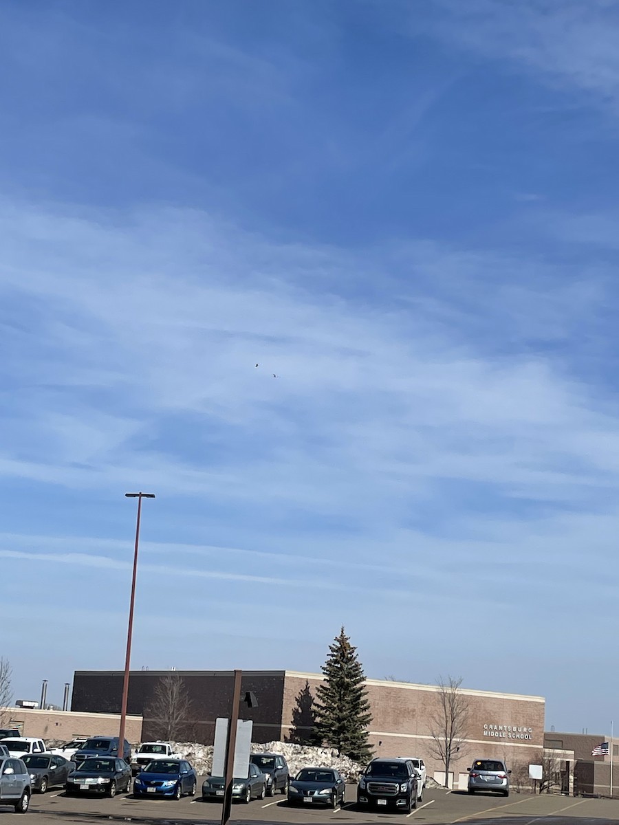 gull sp. - ML559179931