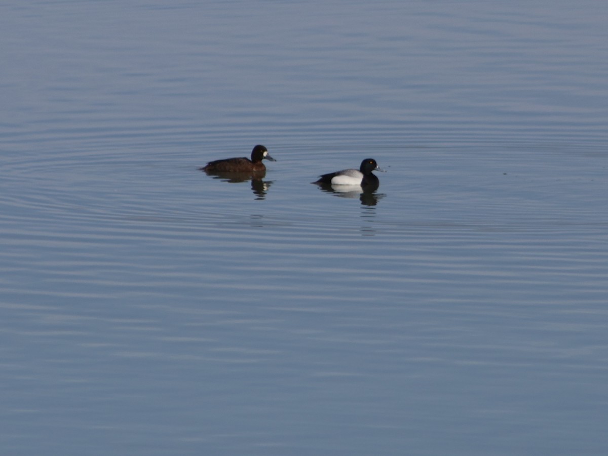 Lesser Scaup - Theodore Garver