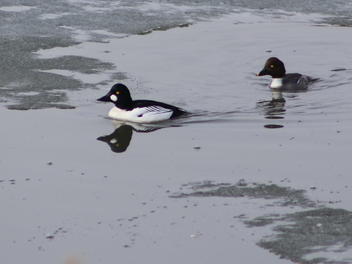 Common Goldeneye - ML559183101