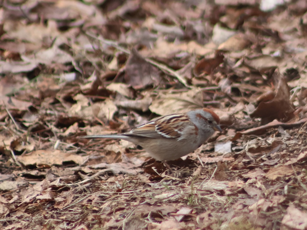 American Tree Sparrow - Theodore Garver