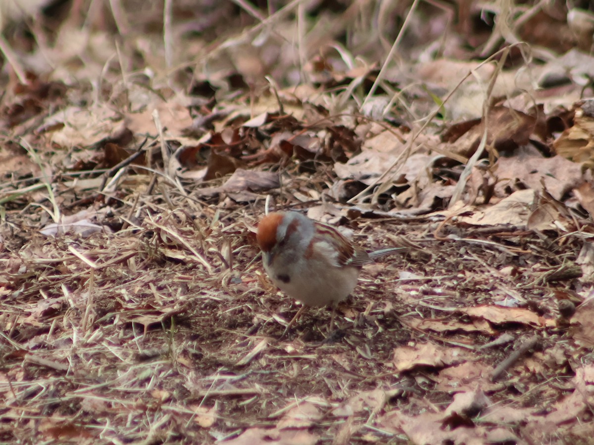 American Tree Sparrow - Theodore Garver