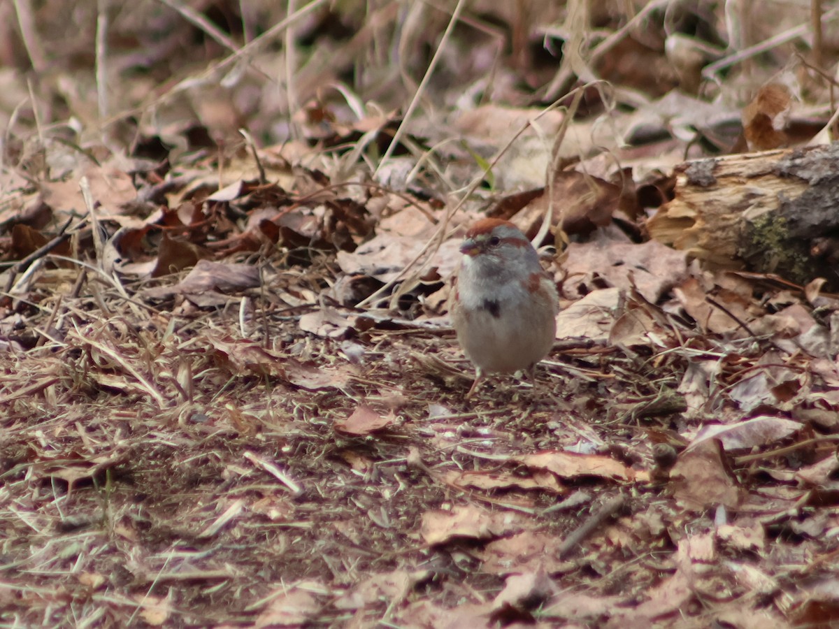 American Tree Sparrow - Theodore Garver