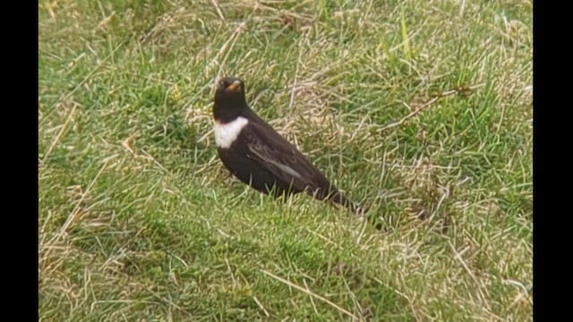 Ring Ouzel (Northern) - ML559183611