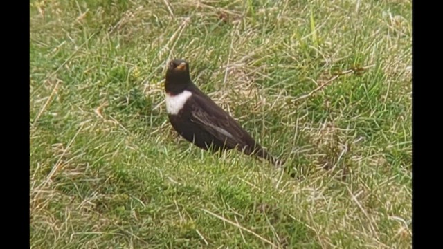 Mirlo Capiblanco (torquatus) - ML559183611