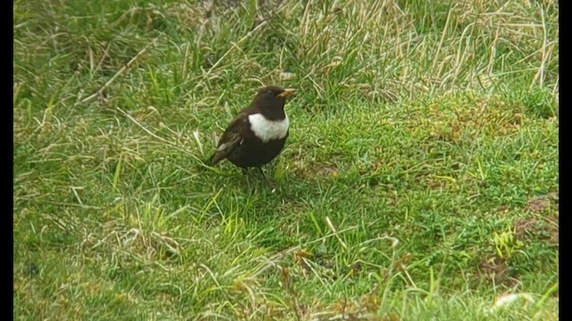 Mirlo Capiblanco (torquatus) - ML559183681