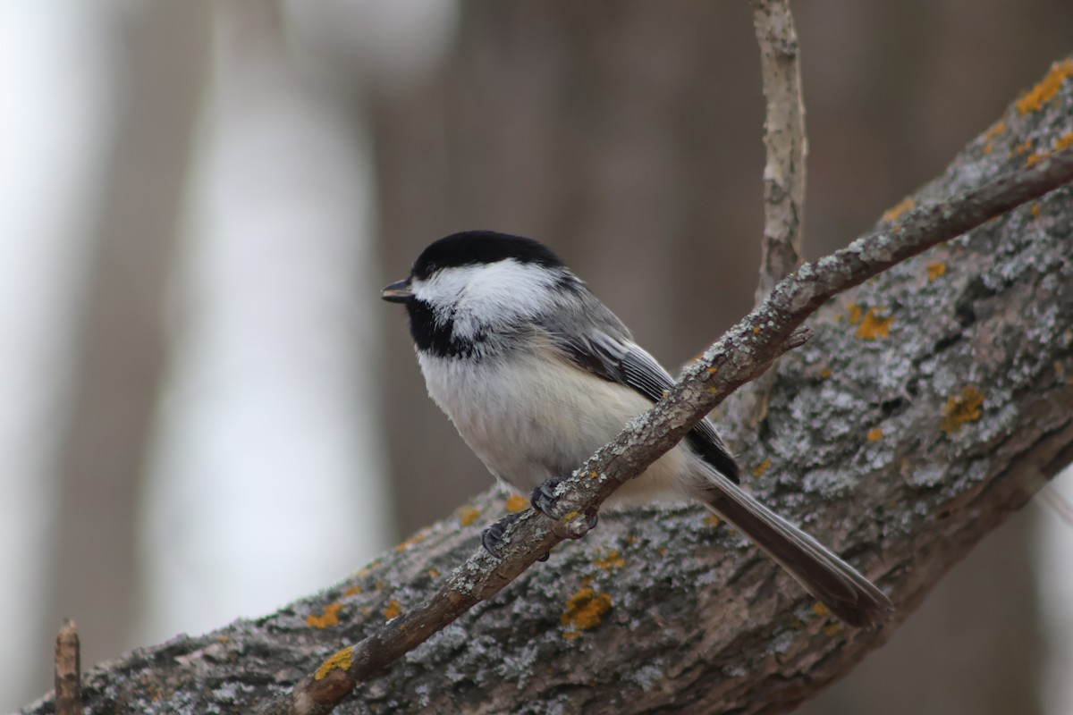 Black-capped Chickadee - Theodore Garver