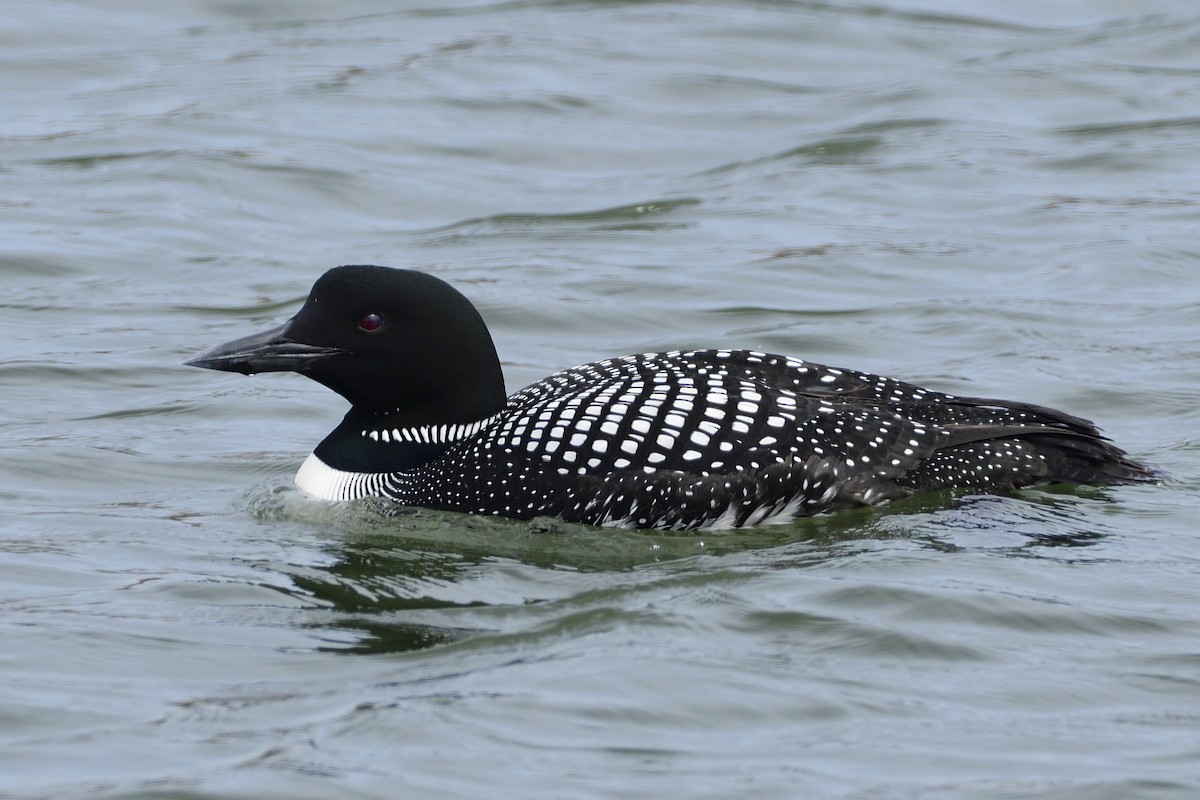 Common Loon - ML559184291