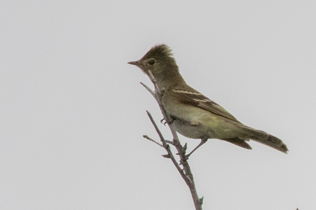 White-crested Elaenia (Chilean) - ML559184321