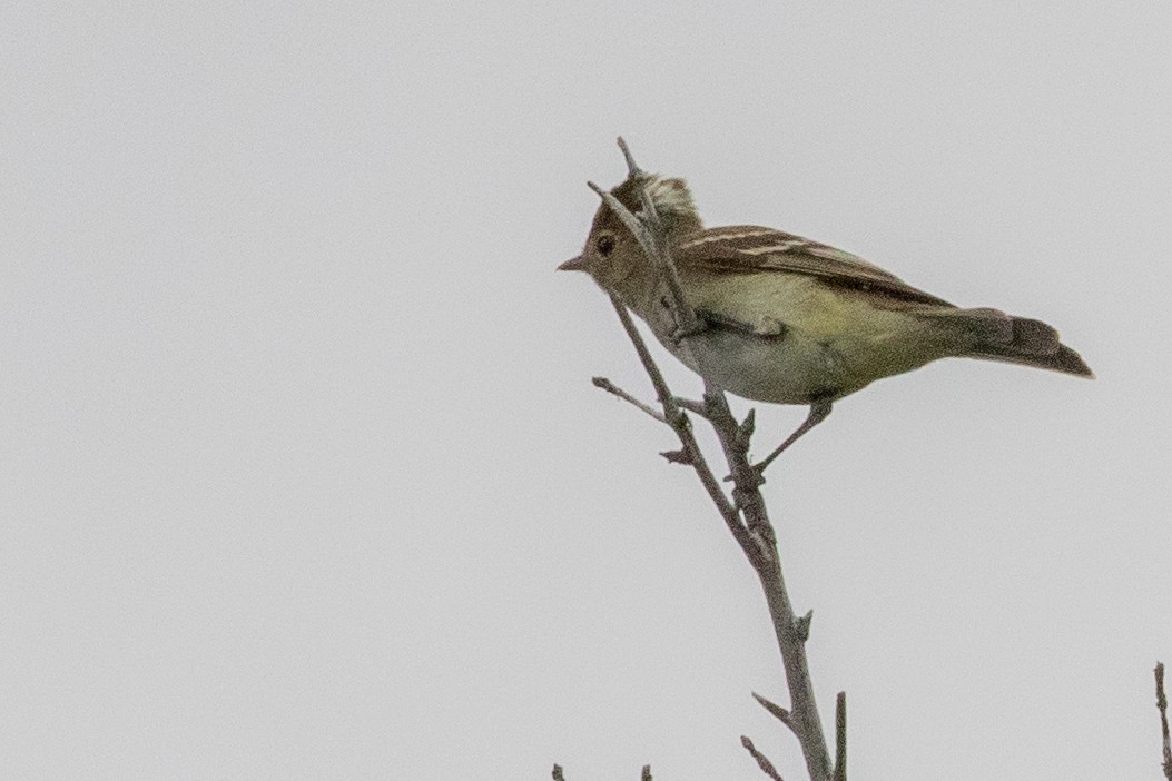 White-crested Elaenia (Chilean) - ML559184831