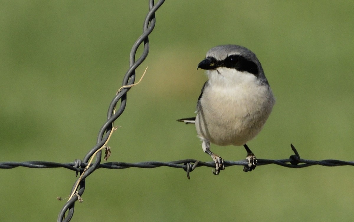 Loggerhead Shrike - ML559184841