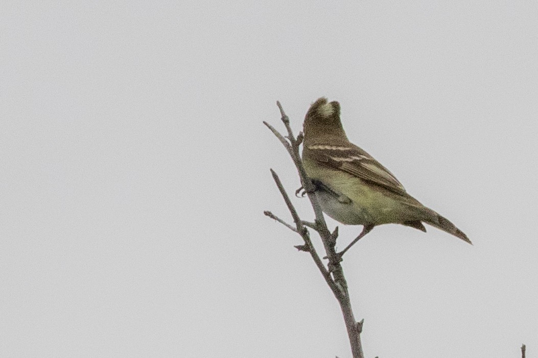 White-crested Elaenia (Chilean) - ML559184871