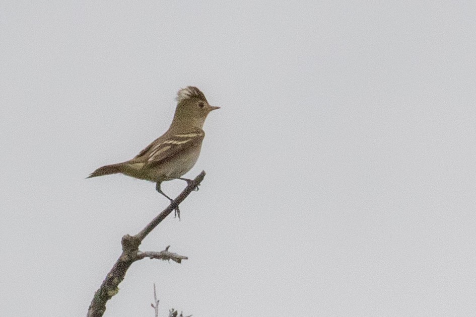 White-crested Elaenia (Chilean) - ML559185141