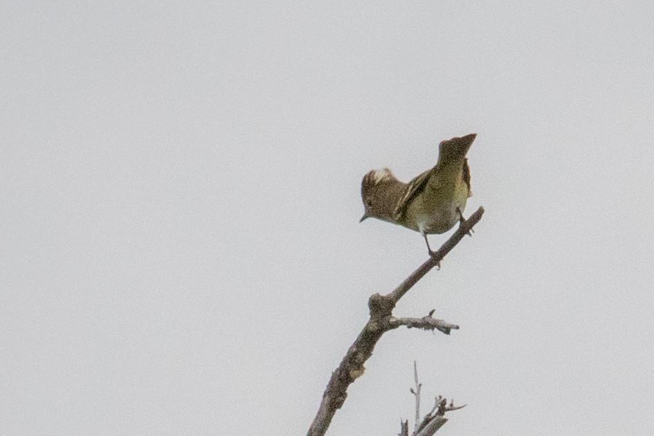 White-crested Elaenia (Chilean) - ML559185171