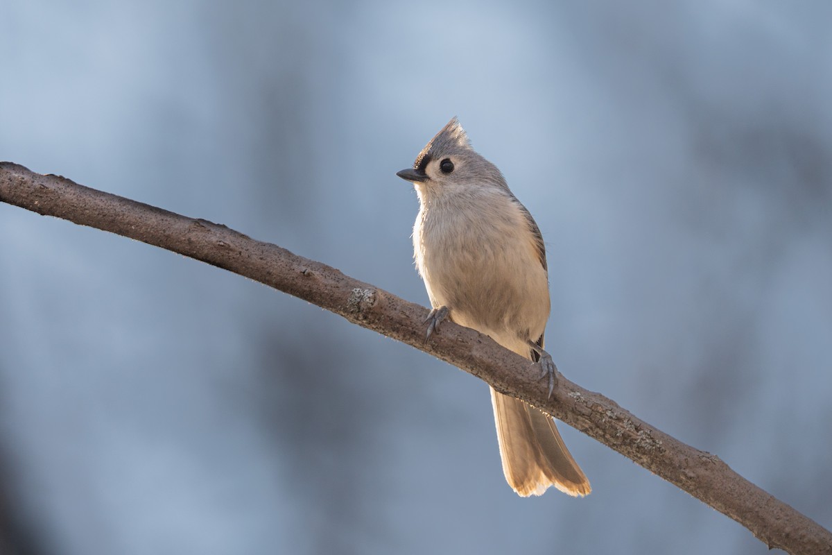 Tufted Titmouse - ML559186171