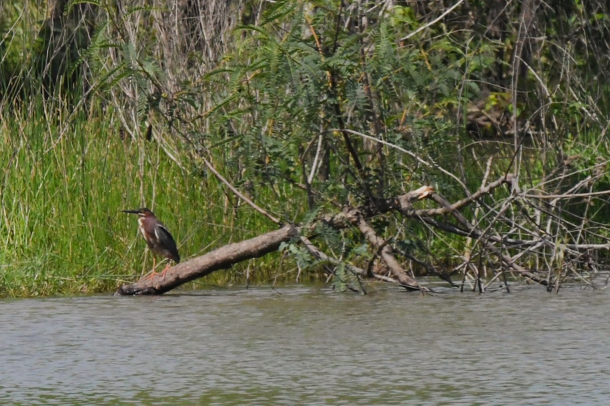 Green Heron - ML559186311