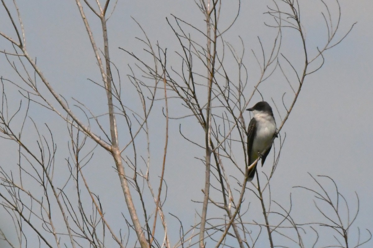 Eastern Kingbird - ML559186371