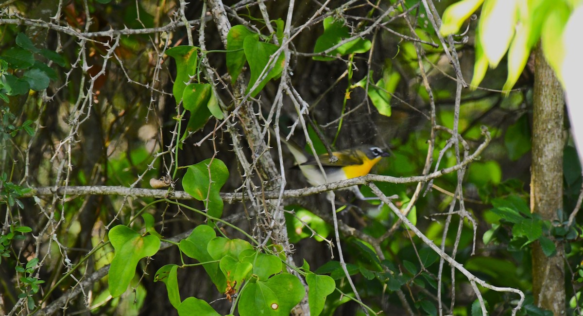 Yellow-breasted Chat - ML559186481