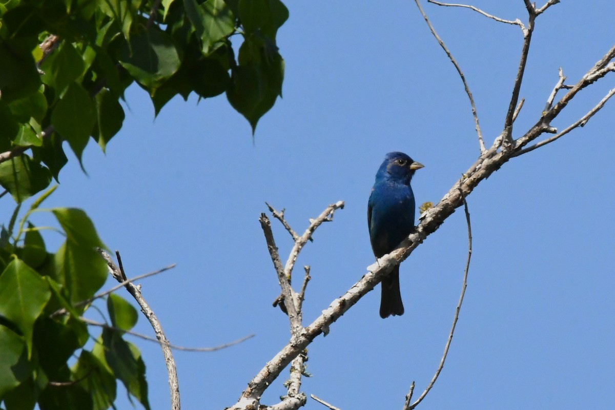 Blue Grosbeak - ML559186531