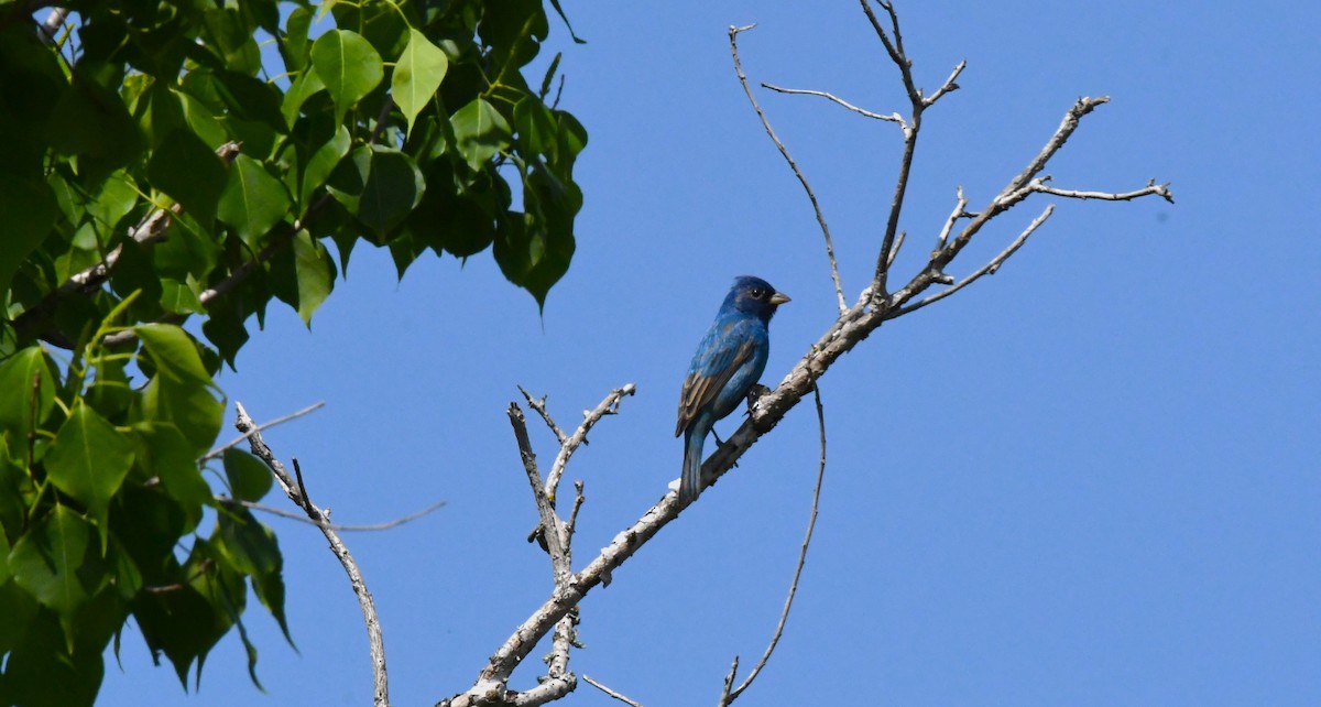 Blue Grosbeak - ML559186541