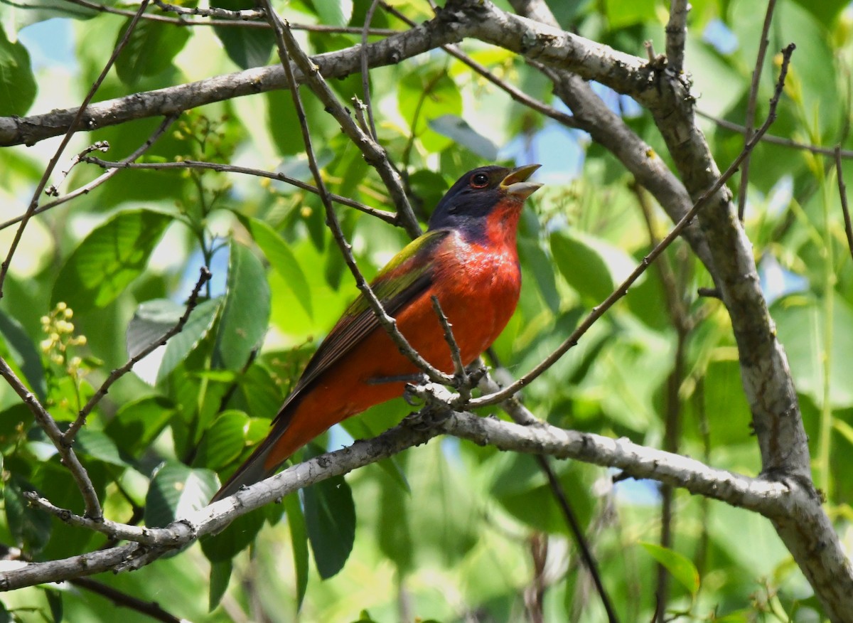 Painted Bunting - ML559186591