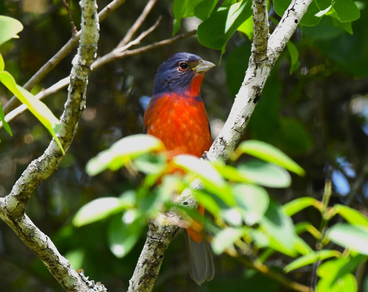 Painted Bunting - ML559186601