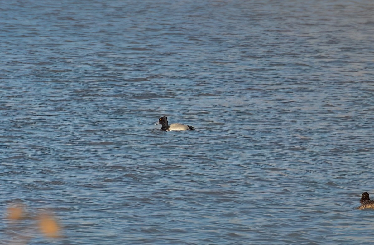 Lesser Scaup - ML559187951