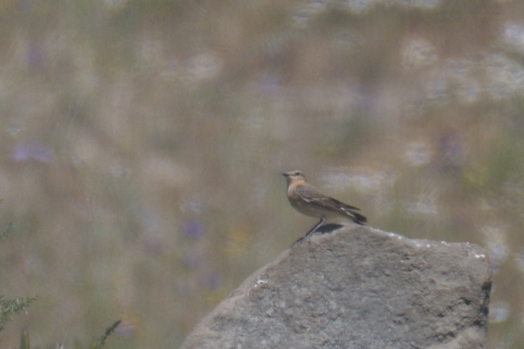 Northern Wheatear - ML559187961