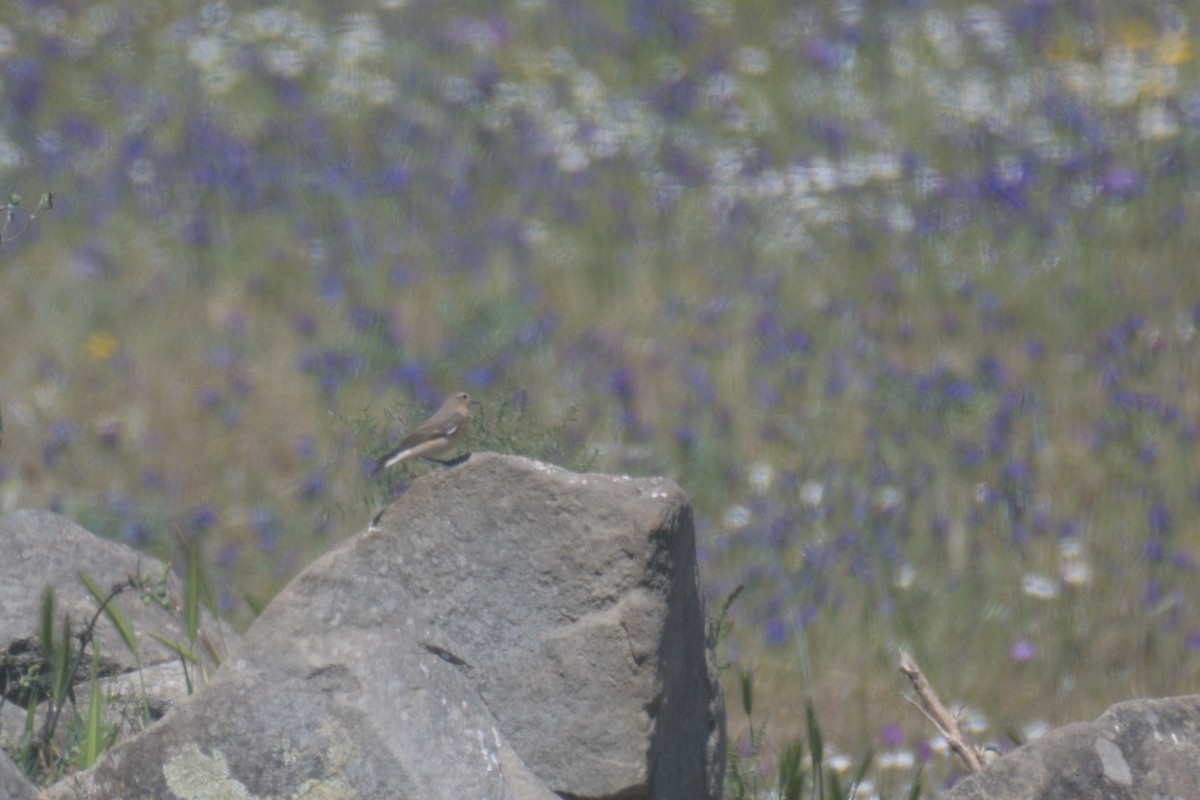 Northern Wheatear - ML559187971